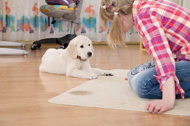 How To Potty Train a Puppy on Pads