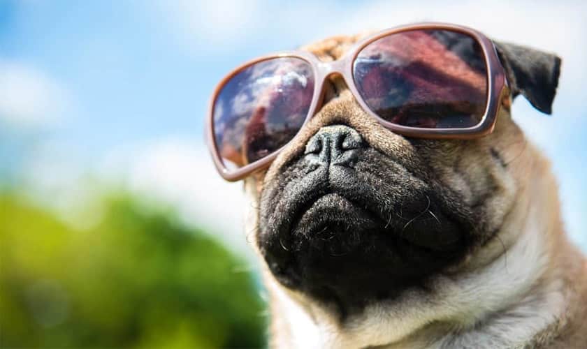 Pug Sunglasses 2024