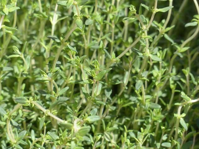 Can Dogs Eat Thyme? Is Thyme Safe for Dogs?