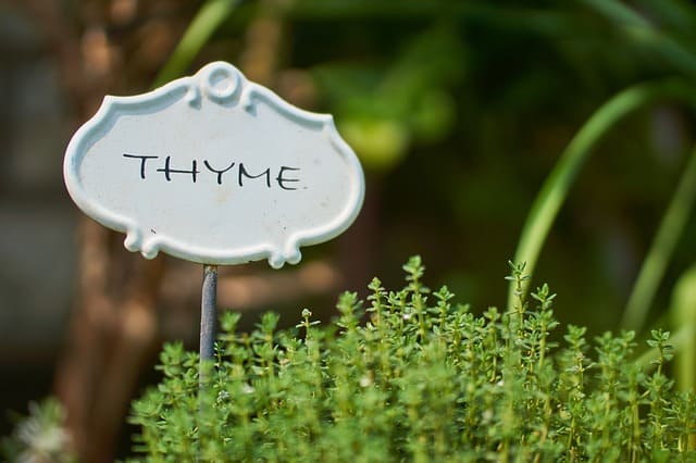 Can Dogs Eat Thyme? - Healthy Homemade Dog Treats