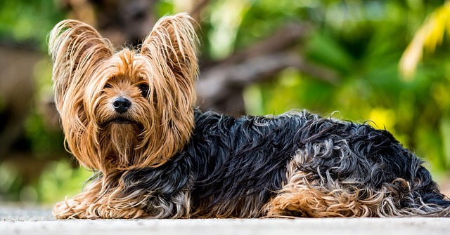 what dog breeds have long black eyelashes