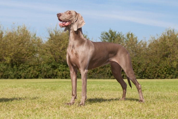 Pros and Cons of Owning a Vizsla Weimaraner Mix