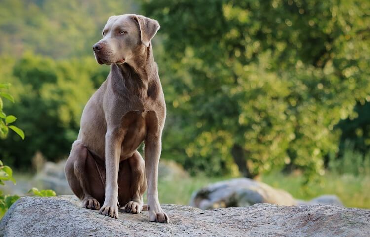 Big grey dogs store with blue eyes