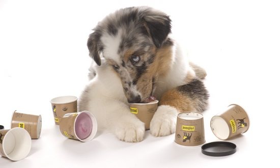 How Much Yogurt to Give Dog with Diarrhea