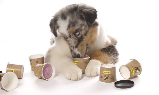 greek yogurt for dog upset stomach