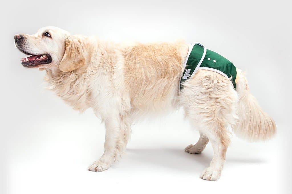 Best Dog Diapers for Males