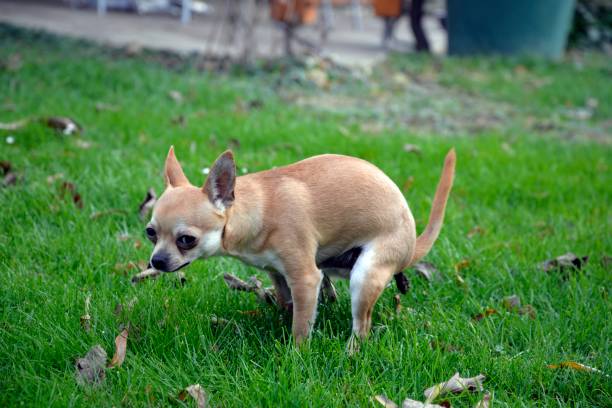 how many times does a dog normally poop