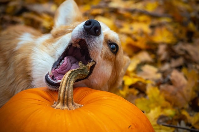 How Much Pumpkin Should You Give a Dog For Constipation?