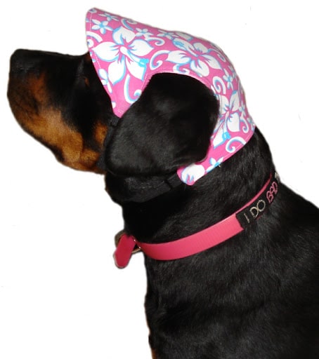 15 Best Dog Hats with Ear Holes