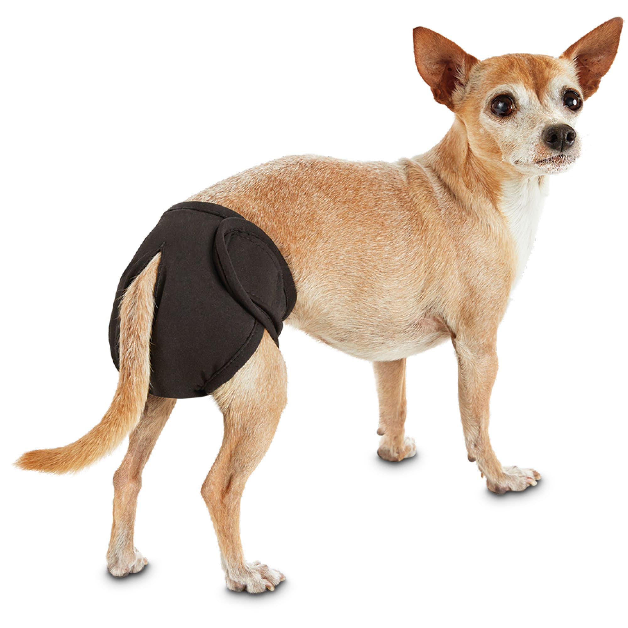10 Best Dog Diapers for Periods