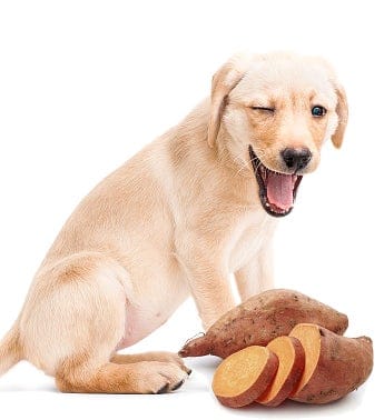 How to Cook Sweet Potato for Dogs