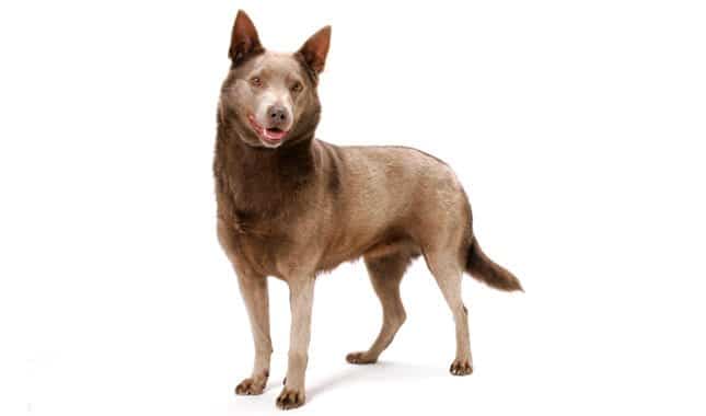 Australian Kelpie Mix