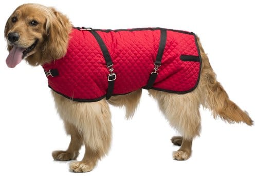 10 Best Horse Blankets for Dogs