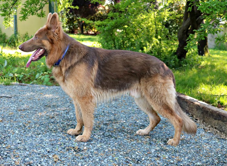 Tan and liver german hot sale shepherd