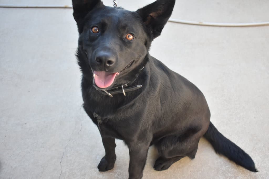 kelpie x dog