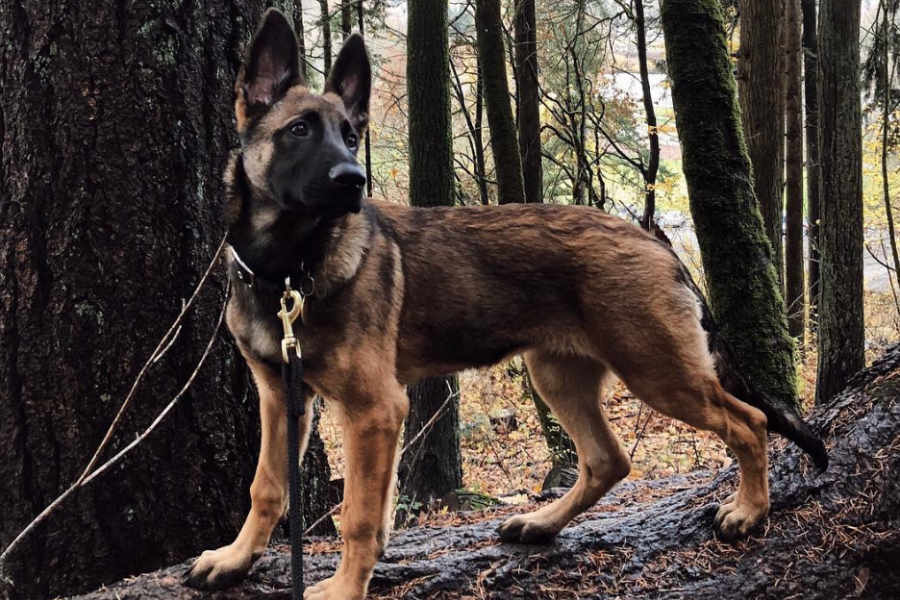 german shepherd x malinois