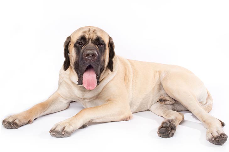 do mastiffs have lock jaw