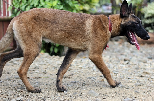 belgian malinois large breed