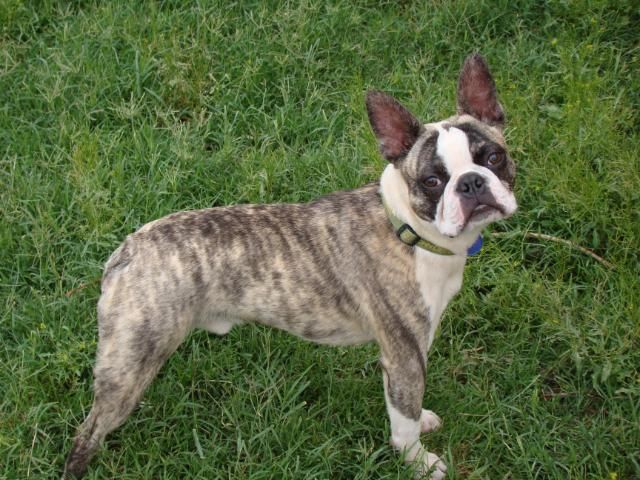 Brindle Boston Terrier: Facts You Need 