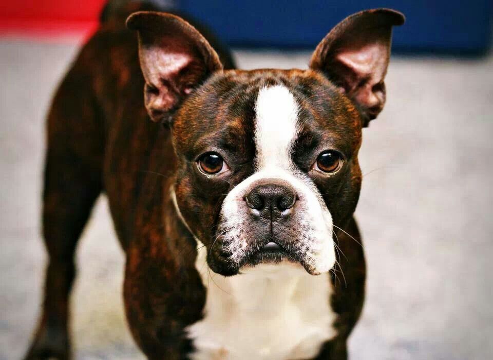 are red boston terriers purebred