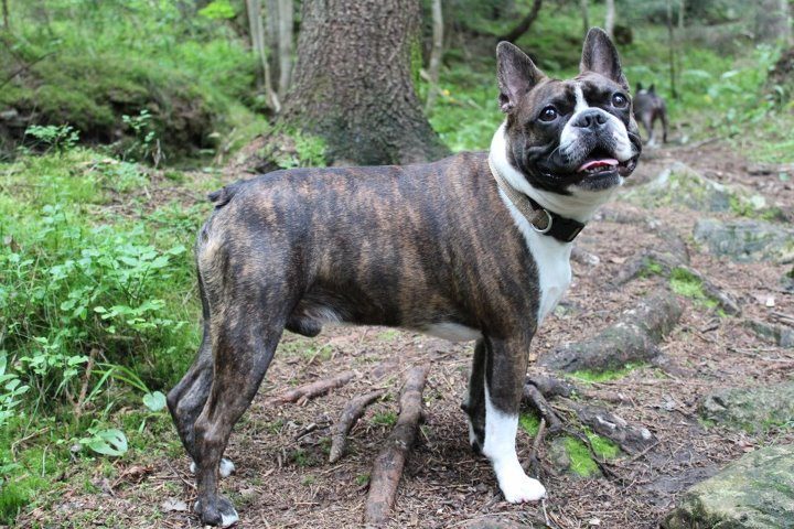 blue boston terrier