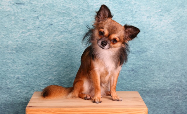 Why Do Chihuahuas Live So Long?