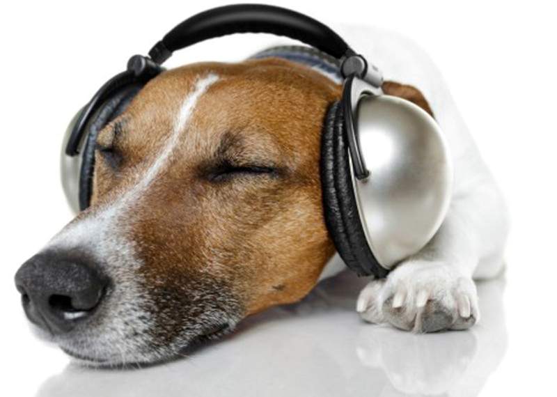 Do Dogs Like Classical Music?