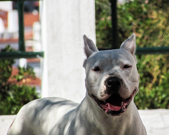 7 Dog Breeds that Get Along with Pit Bulls