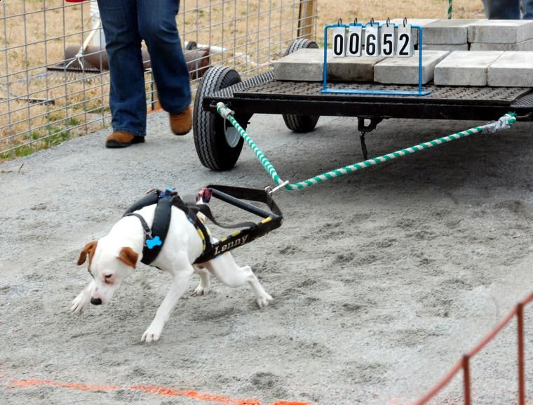 Canine Athletes X SMT Competition Weight Pull Dog Harness