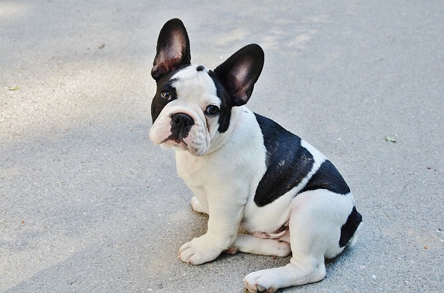 can french bulldog be left alone for 8 hours