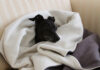 Best Heated Dog Blankets
