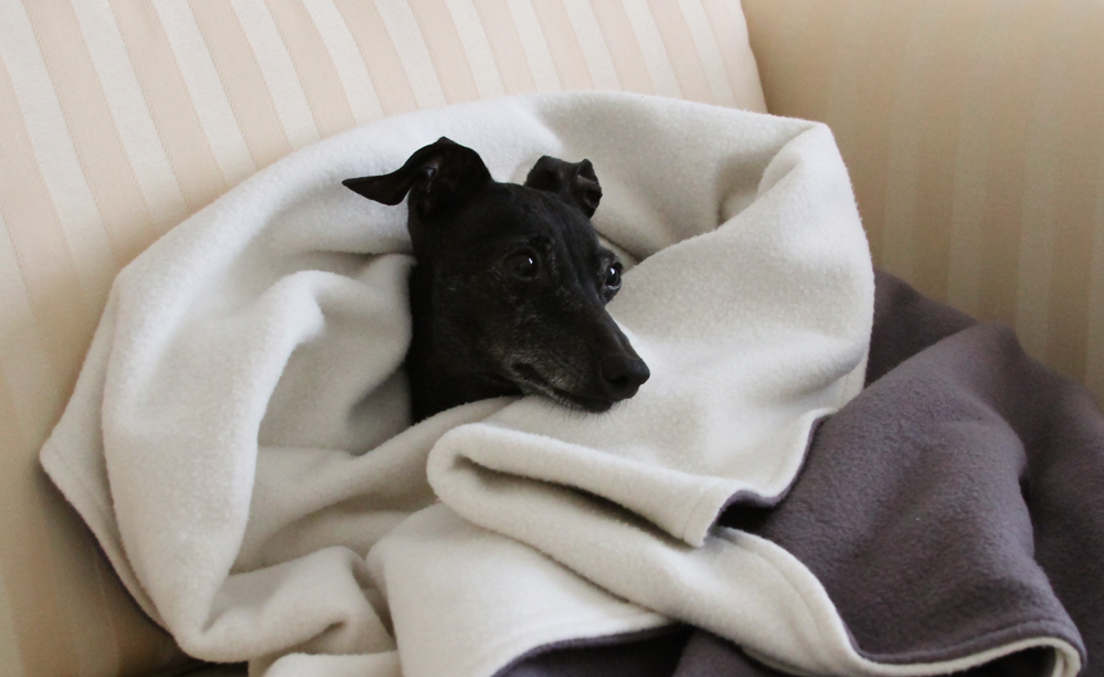 Best Heated Dog Blankets