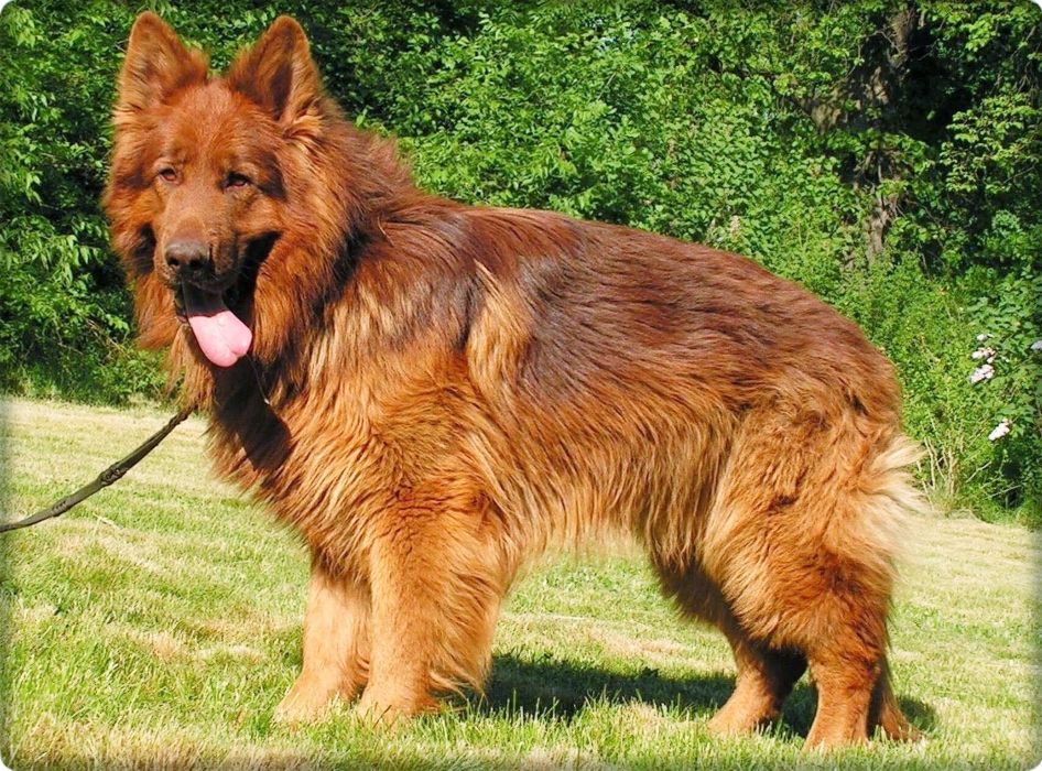 tan and liver german shepherd