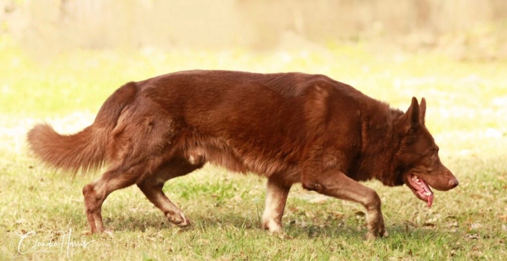 liver colored gsd