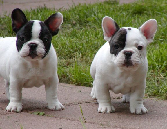 pied french bulldogs