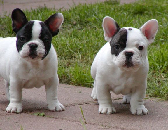 black and white french bulldog