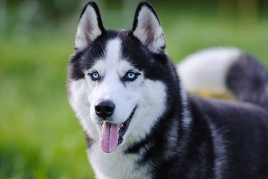 7 Husky Mixes That Don’t Shed