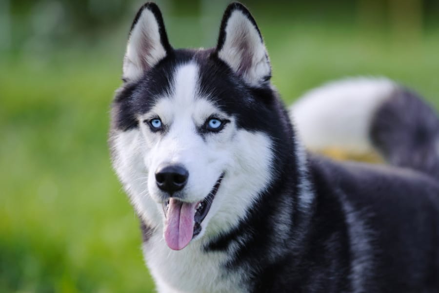 Do siberian best sale huskies shed