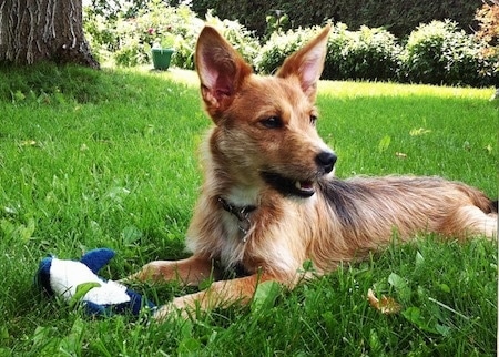 airedale terrier is a mixed breed