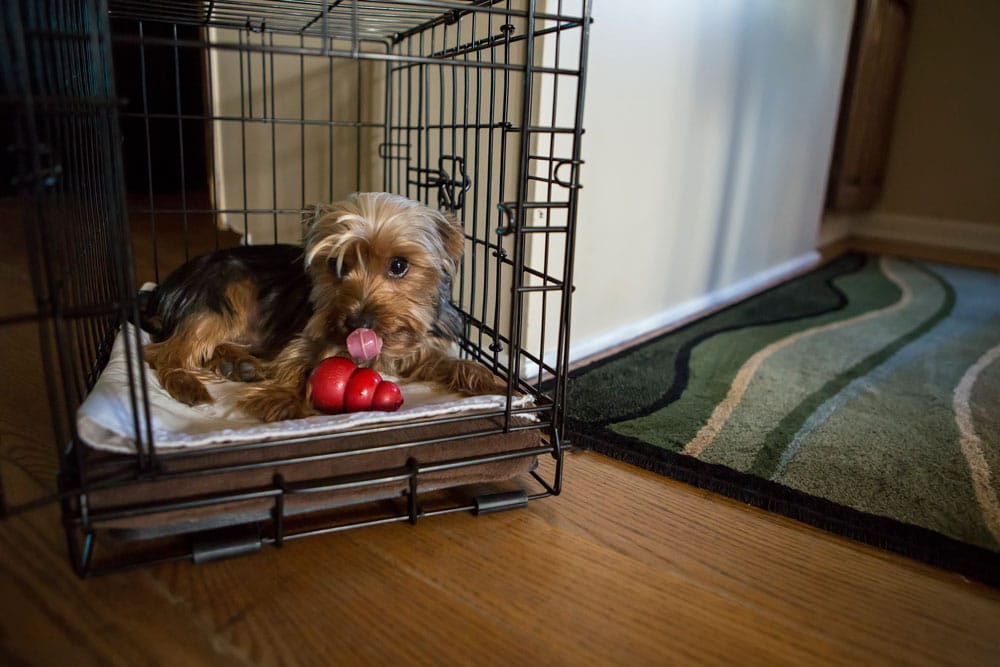 Best Crate Toys for Dogs
