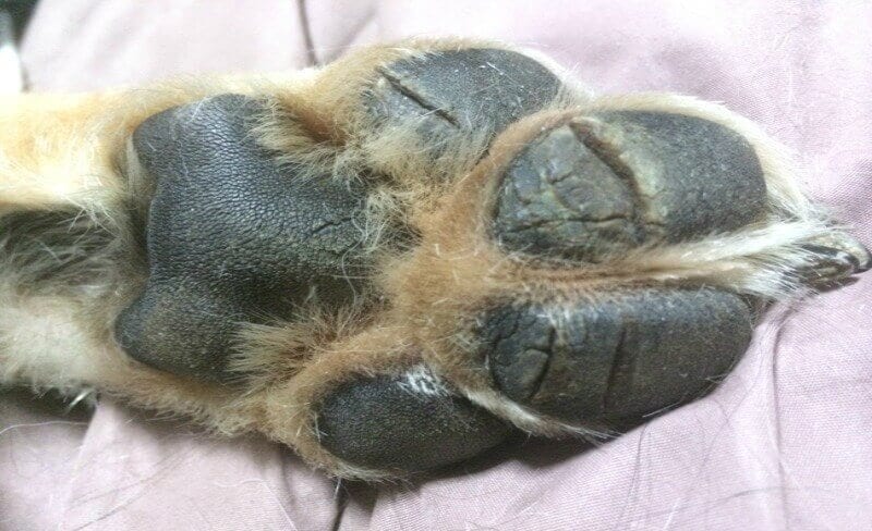 why do dogs paws crack