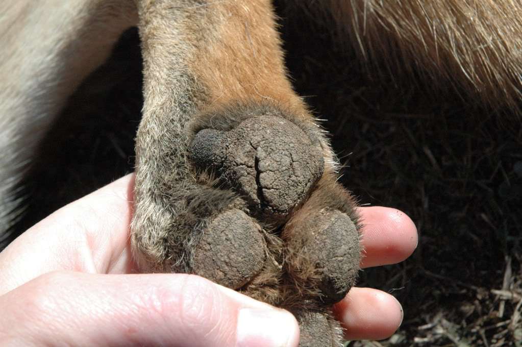 Dog Paw Pad Peeling: A Quick Guide for New Pet Owners