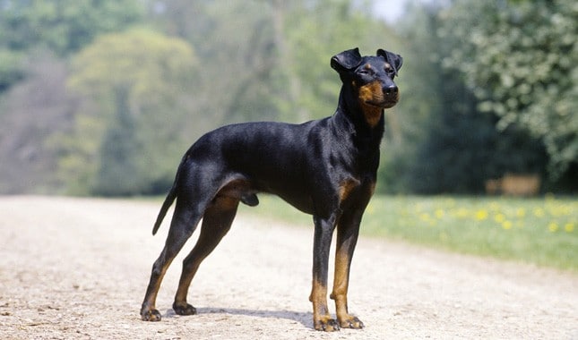 what breed of dog looks like a rottweiler