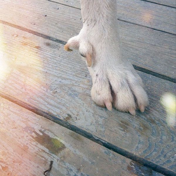 15 Polydactyl Dog Breeds (With Pictures)