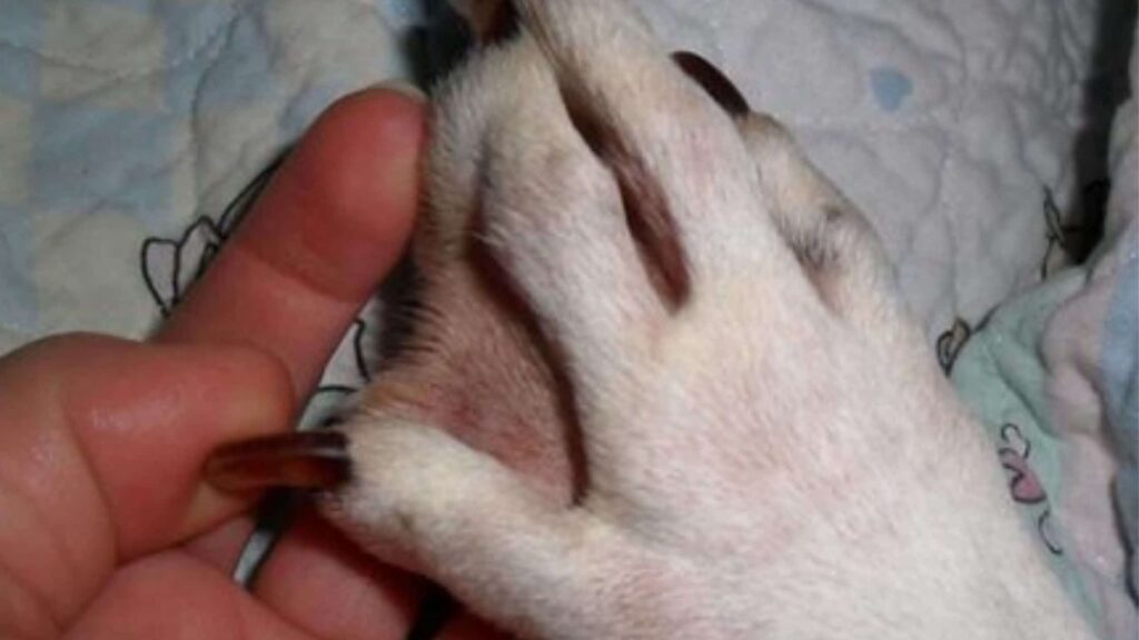 what kind of dogs have webbed feet