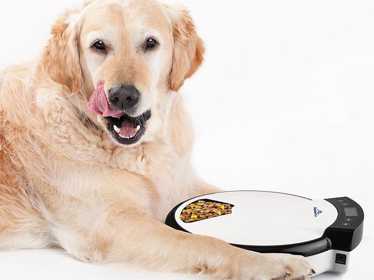 5 Best Automatic Wet Food Dog Feeders