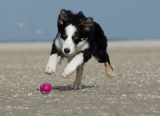 Jumping Activation Ball for Dogs