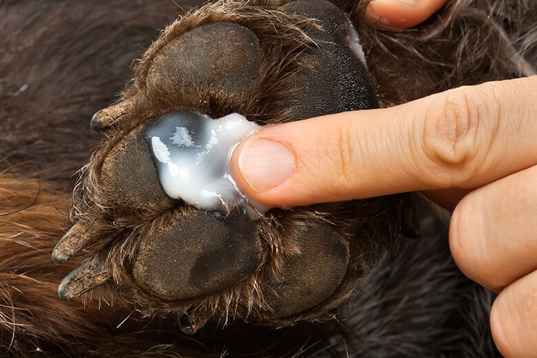 Paw Pad Peeling: A Quick Guide for Pet Owners - Healthy Homemade Dog Treats