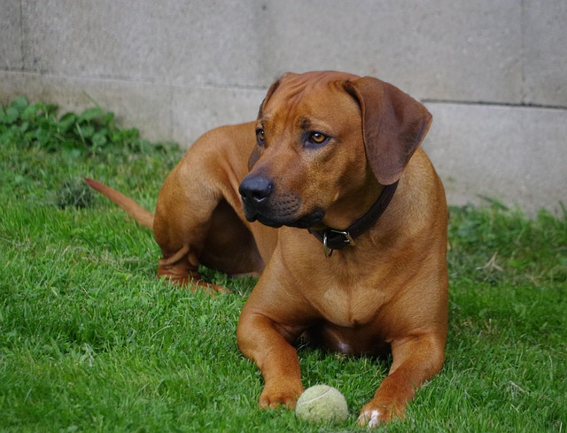 af udtale Prelude 15 Best Attack Dog Breeds: Alert, Courageous, Energetic, and Devoted in  Service - Healthy Homemade Dog Treats