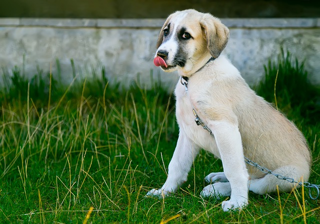 12 Most Sensitive Dog Breeds